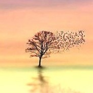 healing tree